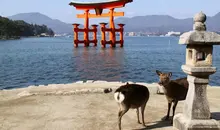 Los ciervos de Miyajima en Itsukushima