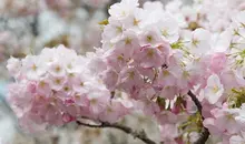 Cherry blossoms, sakura, at Mount Yoshino