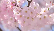 Fleurs de cerisier à Tokyo