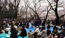 Hanami dans un parc de Mitaka, Tokyo.