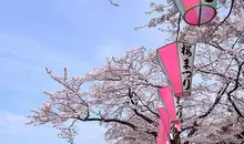 Les rives de la sumida sont populaires pour le hanami