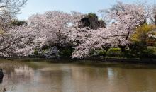 Le rose des cerisiers se reflétant dans l'un des étangs du sanctuaire Tsurugaoka Hachimangu 