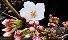 Premières fleurs de cerisiers de la saison 2017 au Yasukuni jinja, Toyko