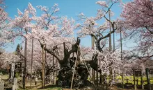 Le cerisier Yamata Jindaizakura, vieux de  2 000 ans