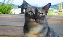 Uno de los gatitos de la calle de los gatos en Onomichi.