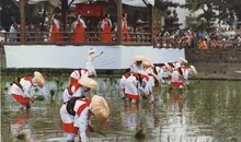 Le festival Otaue à Osaka, célèbre la plantation du riz 