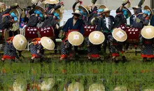 La siembra de arroz se hace a mano durante el festival Mibu no hana taue en Kita-Hiroshima.