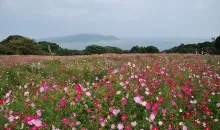 Les champs de fleurs et la vue de Fukuoka depuis l'île de Nokonoshima