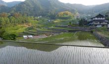 Ini Tanada, las siembras de arroz en terrazas de Akiota.