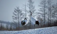 Les grues japonaises ou Tanchô sont des animaux fidèles, restant avec le même partenaire tout au long de leur vie