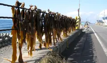 L'algue kombu séchant dans un petit village de pêcheurs sur l'île Rishiri.