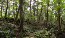 foret aokigahara