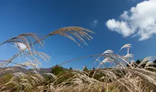 Le champ de pampas Sengokuhara, dans la région de Hakone