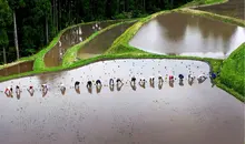 Les rizières du village de Ojiro