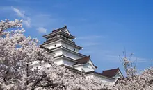 Le château d'Aizu au printemps, entouré de fleurs de cerisier