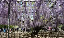 parc-floral-ashikaga-glycine