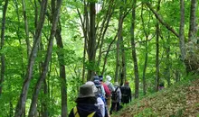 Randonnée dans le bois de Komatsunai