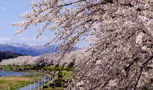 Sakura tunnel