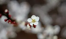 Une fleur de prunier blanche