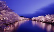 Sakura illuminés dans le parc de Hirosaki