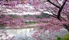 La rivière Kawazu et ses cerisiers en fleur