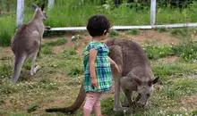 Un enfant se balade avec les kangourous