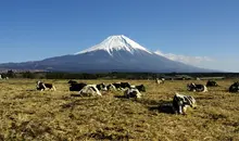 Pâturages du plateau d'Asagiri