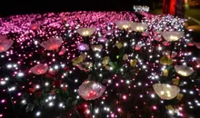 Quand les lumières se mêlent aux fleurs