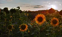 Admirer les tournesols à Hokkaido