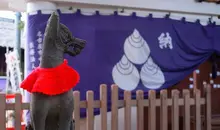 renard-chiyobo-inari-jinja