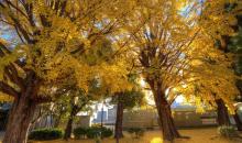 Ginkgo trees in fall