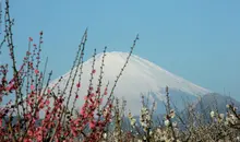 Le mont Fuji vu du parc des pruniers de Soga Bairin à Odawara