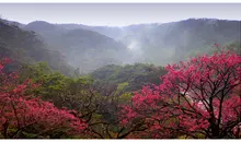 Cerisiers de Taïwan au mont Yaedake, Okinawa