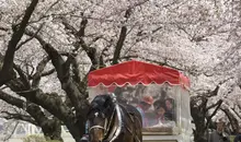 Promenade en calèche sous les cerisiers en fleurs