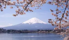 Lake Kawaguchiko Sakura Mont Fuji