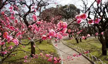 Pruniers en fleurs à Kitano Tenmangû