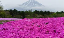 Fuji Shibazakura Matsuri