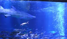 Aquarium Sumida