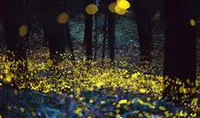 Où admirer les lucioles près de Tokyo