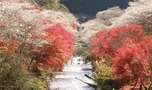 Le parc Obara Fureai, entre sakura et momiji