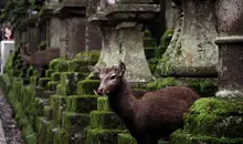 Ciervo entre las lamparas de piedra tōrō del santuario Kasuga Taisha en Nara