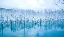 The blue pond of Biei