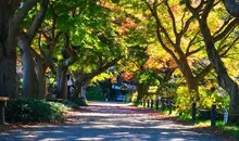 jardin botanique de Koishikawa