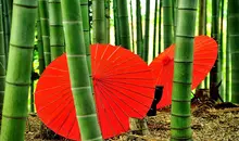 Japan Visitor - bamboo-umbrellas.jpg