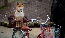 Japan Visitor - bike-12.jpg