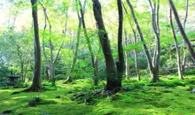 Japan Visitor - gioji-temple-1.jpg