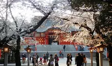 Japan Visitor - hanazonoshrine20191.jpg