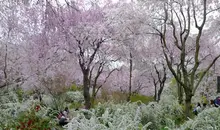 Japan Visitor - haradani-3.jpg