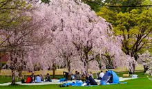 Japan Visitor - hirosaki-festival-2.jpg