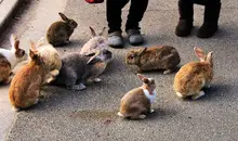 Japan Visitor - okunoshima-1.jpg